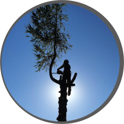 Végétech.ch_entretien_des_espaces_verts_ aménagements_extérieurs_gestion_des_grands_arbres Végétech.ch_entretien_des_espaces_verts_ aménagements_extérieurs_gestion_des_grands_arbres